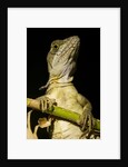 Jesus Lizard, Costa Rica by Anonymous