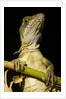 Jesus Lizard, Costa Rica by Anonymous