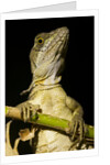 Jesus Lizard, Costa Rica by Anonymous