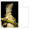 Jesus Lizard, Costa Rica by Anonymous
