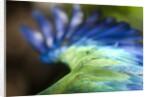 Green Macaw, Costa Rica by Corbis