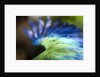 Green Macaw, Costa Rica by Corbis