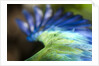 Green Macaw, Costa Rica by Corbis