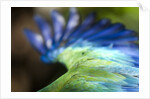 Green Macaw, Costa Rica by Corbis