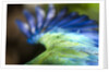 Green Macaw, Costa Rica by Anonymous