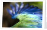 Green Macaw, Costa Rica by Corbis