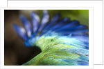 Green Macaw, Costa Rica by Corbis