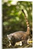 Coati, Costa Rica by Anonymous