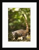 Coati, Costa Rica by Anonymous