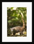 Coati, Costa Rica by Anonymous