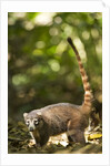 Coati, Costa Rica by Anonymous