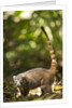 Coati, Costa Rica by Anonymous