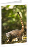 Coati, Costa Rica by Anonymous