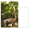 Coati, Costa Rica by Anonymous