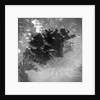 Satellite view of the Aral Sea in 1964 by Anonymous