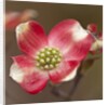 Spring, Dogwood Trees in Bloom by Anonymous