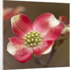 Spring, Dogwood Trees in Bloom by Anonymous