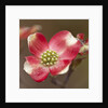 Spring, Dogwood Trees in Bloom by Anonymous