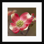 Spring, Dogwood Trees in Bloom by Anonymous