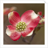 Spring, Dogwood Trees in Bloom by Anonymous