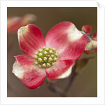 Spring, Dogwood Trees in Bloom by Anonymous