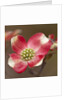 Spring, Dogwood Trees in Bloom by Anonymous