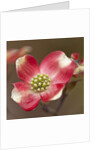 Spring, Dogwood Trees in Bloom by Anonymous