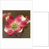 Spring, Dogwood Trees in Bloom by Anonymous