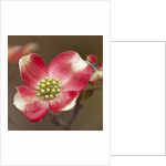 Spring, Dogwood Trees in Bloom by Anonymous