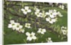 Spring, Dogwood Trees in Bloom by Anonymous