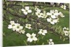 Spring, Dogwood Trees in Bloom by Anonymous