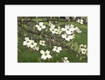 Spring, Dogwood Trees in Bloom by Anonymous