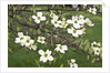 Spring, Dogwood Trees in Bloom by Anonymous