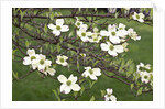 Spring, Dogwood Trees in Bloom by Anonymous