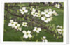 Spring, Dogwood Trees in Bloom by Anonymous