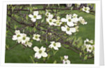 Spring, Dogwood Trees in Bloom by Anonymous