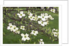 Spring, Dogwood Trees in Bloom by Anonymous
