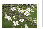 Spring, Dogwood Trees in Bloom by Anonymous