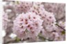 Close-up of Cherry Blossoms by Anonymous