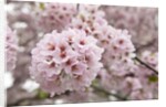 Close-up of Cherry Blossoms by Anonymous