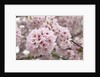 Close-up of Cherry Blossoms by Anonymous