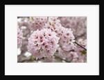 Close-up of Cherry Blossoms by Anonymous