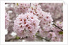 Close-up of Cherry Blossoms by Anonymous
