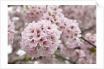 Close-up of Cherry Blossoms by Anonymous