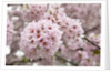 Close-up of Cherry Blossoms by Anonymous