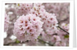 Close-up of Cherry Blossoms by Anonymous