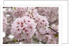 Close-up of Cherry Blossoms by Anonymous