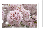 Close-up of Cherry Blossoms by Anonymous
