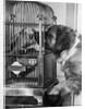 Dog looking at parrot in cage by Anonymous