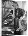 Dog looking at parrot in cage by Anonymous